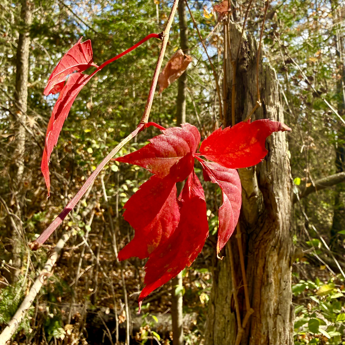 Fall