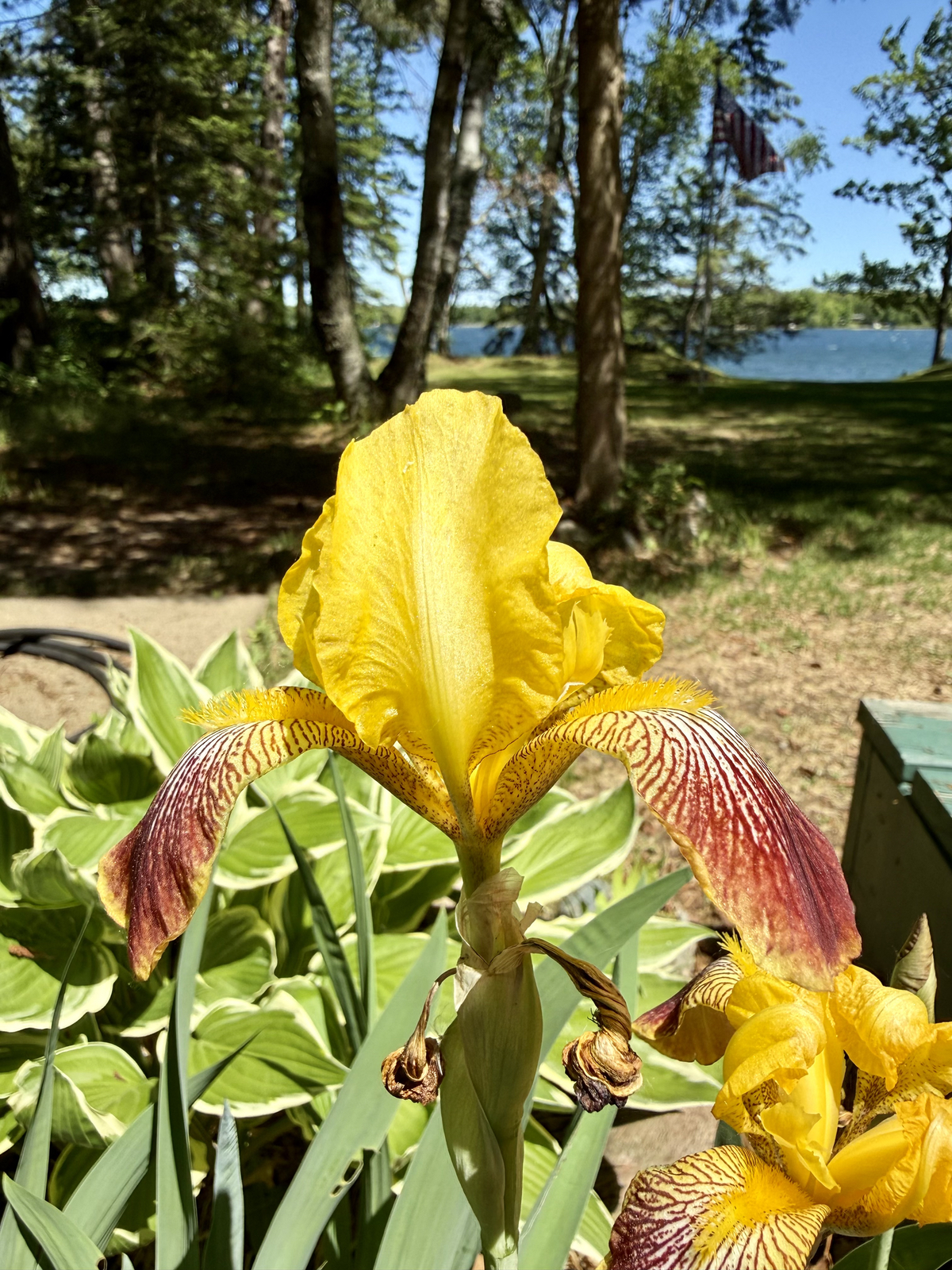 Flower